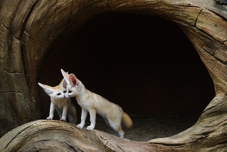 동물원, 연작의 의미