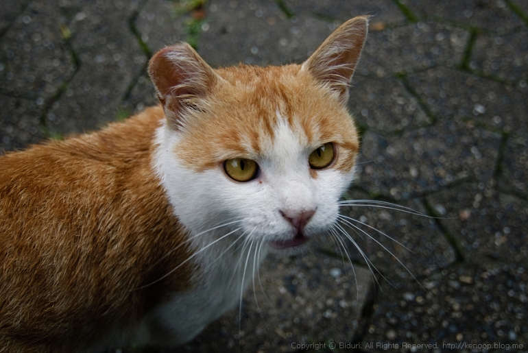 현대판 장발장 길고양이에게 자비를