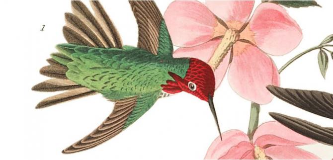 You Can Now Download 435 Bird Illustrations by Legendary John James Audubon for Free