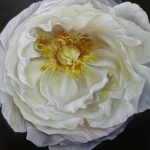 Peony 