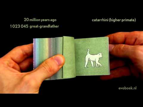 550 million years of evolution in Flipbook