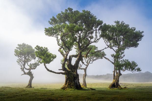 Madeira’s Ancient Fanal Forest Filled With 500-Year-Old Trees
