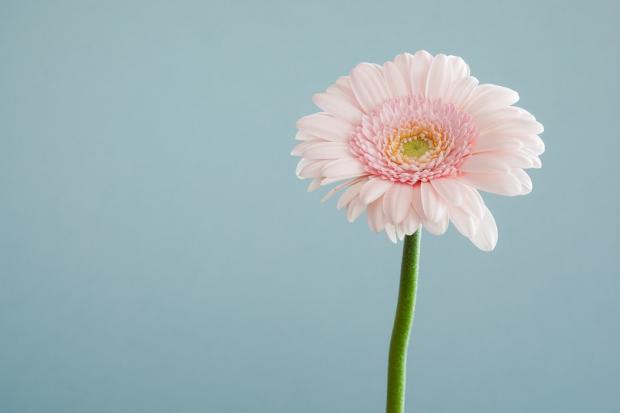 Como La Flor (Spring Extravaganza)