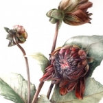 Online Course: Botanical Illustration