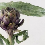 Online Course: Botanical Illustration