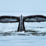 프란스 란팅: 디어 포나 / Inspired by Nature, Frans Lanting: Dear Fauna