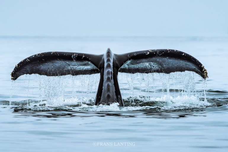 프란스 란팅: 디어 포나 / Inspired by Nature, Frans Lanting: Dear Fauna