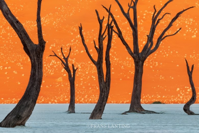 프란스 란팅: 디어 포나 / Inspired by Nature, Frans Lanting: Dear Fauna