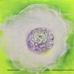 윤형선 : Dance of Flowers, Voice of Nature - 춤추는 꽃