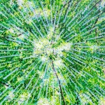 홍일화 : 가야의 숲