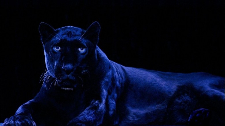 Robert Wilson | Animals