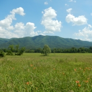zentlezin